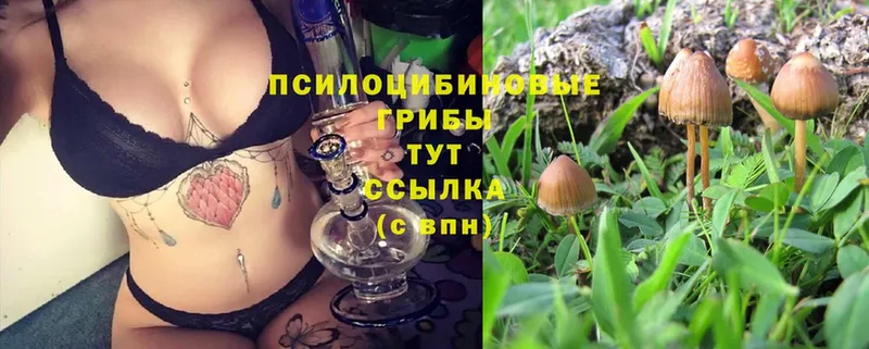 Галлюциногенные грибы Psilocybine cubensis  Катав-Ивановск 